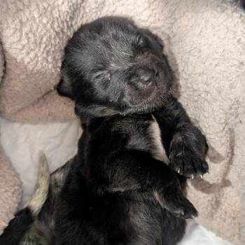 Coal -  Australian Cattle Dog Blue Heeler and Black Labrador Retriever Dog for Adoption in Sand Springs, Oklahoma - Coal | PetCurious