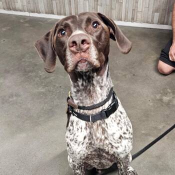 German Shorthaired Pointer Dogs Available for Adoption in Tampa, Florida - Apollo | PetCurious