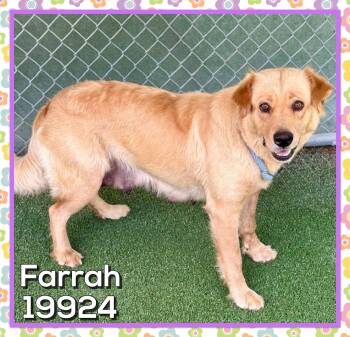 FARRAH -  Golden Retriever and Labrador Retriever Dog for Adoption in Marietta, Georgia - FARRAH | PetCurious