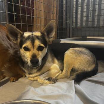 Emerald Jade Green Ball -  Chihuahua and Mixed Breed Dog for Adoption in Moab, Utah - Emerald Jade Green Ball | PetCurious