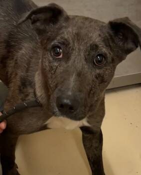 Rescue Catahoula Leopard Dog Dogs for Adoption in Elizabethton, Tennessee - SASHA | PetCurious