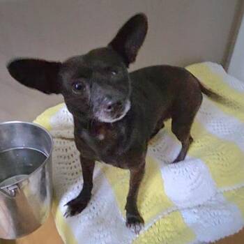 Pirate -  Mixed Breed Dog Available for Adoption in St. Helena, California - Pirate | PetCurious