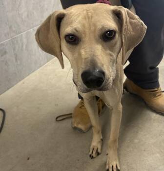 Rescue Coonhound Dogs for Adoption in Blue Earth, Minnesota - Scooby | PetCurious