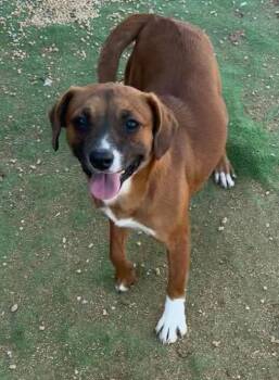 Chihuahua Dogs Available for Adoption - Sugar | PetCurious