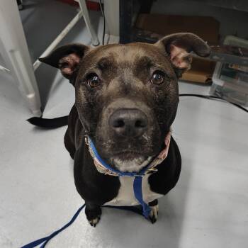 Pit Bull Terrier and Mixed Breed Dogs Available for Adoption in Springtown, Texas - Pepper | PetCurious