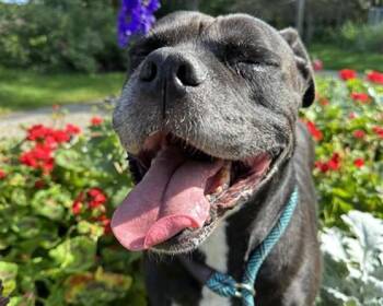 LIZZIE -  Pit Bull Terrier and Mixed Breed Dog for Adoption in Anchorage, Alaska - LIZZIE | PetCurious