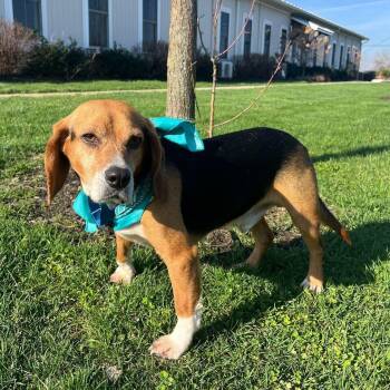 Rocco -  Beagle and Mixed Breed Dog for Adoption in Canal Winchester, Ohio - Rocco | PetCurious