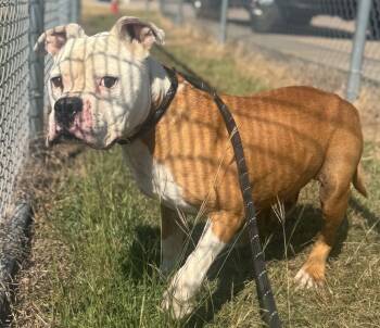 Rescue Boxer and Pit Bull Terrier Dogs for Adoption in Ovilla, Texas - Bruiser | PetCurious