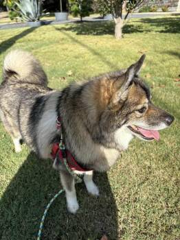 Rescue Husky and Pomeranian Dogs for Adoption in Richardson, Texas - Louie Fka Lobo | PetCurious