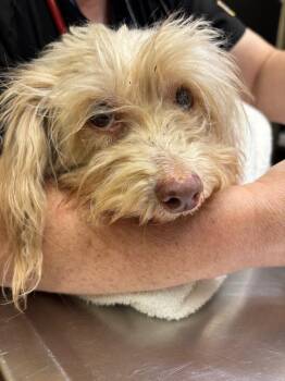 BillieJean -  Mixed Breed Dog for Adoption in Douglasville, Georgia - BillieJean | PetCurious