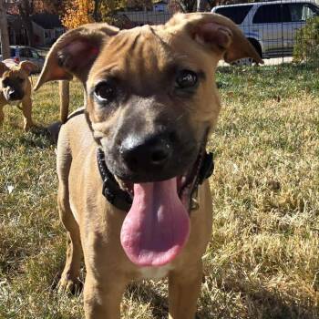 Rescue Mixed Breed and Terrier Dogs for Adoption in Olathe, Kansas - Mercury | PetCurious