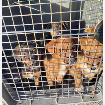 Tug -  Mixed Breed Dog for Adoption in Tacoma, Washington - Tug | PetCurious