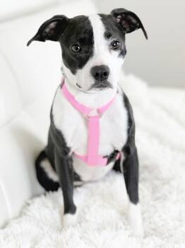 Rescue Boston Terrier and Mixed Breed Dogs for Adoption in Savage, Minnesota - Zoe | PetCurious