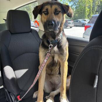 Pixie -  Shepherd and Mixed Breed Dog for Adoption in Greensboro, North Carolina - Pixie | PetCurious