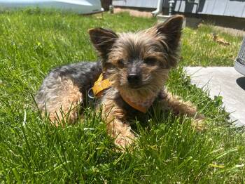 Cocoa -  Yorkshire Terrier Dog for Adoption in New Milford, Connecticut - Cocoa | PetCurious