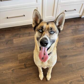 Kiera - a beautiful 3-year-old girl looking for her forever home -  Shepherd and Husky Dog for Adoption in Oriskany, New York - Kiera - A Beautiful 3-year-old Girl Looking For Her Forever Home | PetCurious