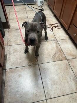 Rescue Mixed Breed Dogs for Adoption in Cincinnati, Ohio - Clownzilla | PetCurious