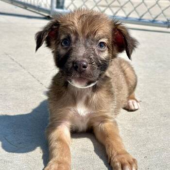 Lil -  Mixed Breed Dog for Adoption in Matteson, Illinois - Lil | PetCurious