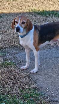 Rescue Beagle Dogs for Adoption in Hopkinsville, Kentucky - Duke Timber | PetCurious