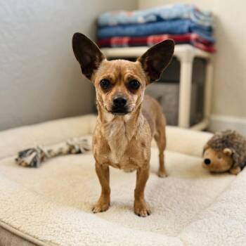 Chihuahua Dogs Available for Adoption in Tishomingo, Oklahoma - Buttons | PetCurious