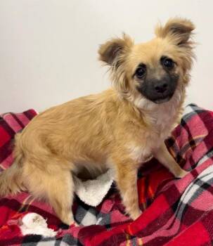 Mixed Breed Dogs Available for Adoption in Thousand Oaks, California - Maddie | PetCurious