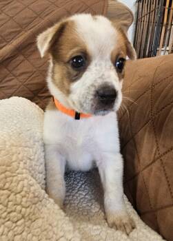 Sundae -  Jack Russell Terrier and Australian Cattle Dog Blue Heeler Dog for Adoption in Galt, California - Sundae | PetCurious