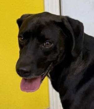 Rescue Labrador Retriever Dogs for Adoption in Boerne, Texas - Miles | PetCurious
