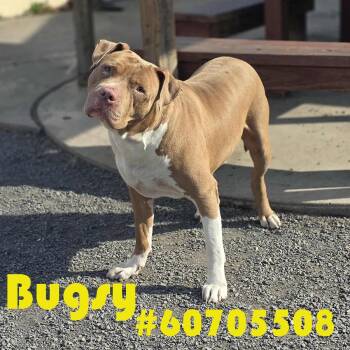 Pit Bull Terrier Dogs Available for Adoption in Wilkes-barre, Pennsylvania - Bugsy | PetCurious