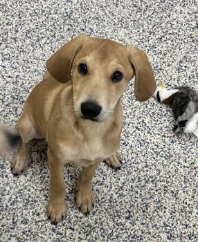 Labrador Retriever Dogs Available for Adoption in Golden, Colorado - Chopper | PetCurious