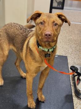 Rescue Mixed Breed Dogs for Adoption in Hackensack, Minnesota - Oliver | PetCurious