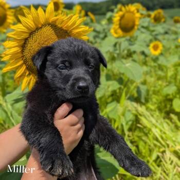 Miller -  German Shepherd Dog and Labrador Retriever Dog for Adoption in Spring Hill, Tennessee - Miller | PetCurious
