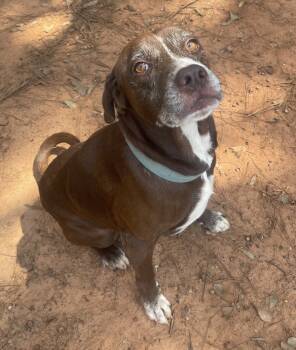 Rescue Labrador Retriever Dogs for Adoption in Troy, Alabama - Chester *In Foster Home - Call 334-508-2367 To Schedule Meeting* | PetCurious