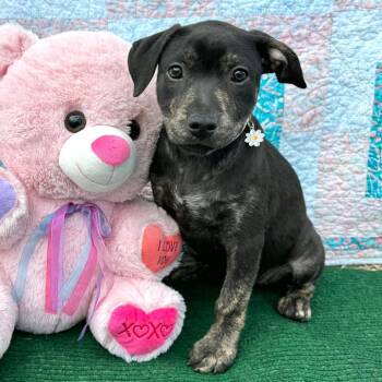 Jack Russell Terrier and Terrier Dogs Available for Adoption in Fairfield, Connecticut - Maddy | PetCurious