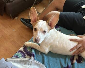 Arrow -  Cattle Dog Dog for Adoption in Colorado Springs, Colorado - Arrow | PetCurious
