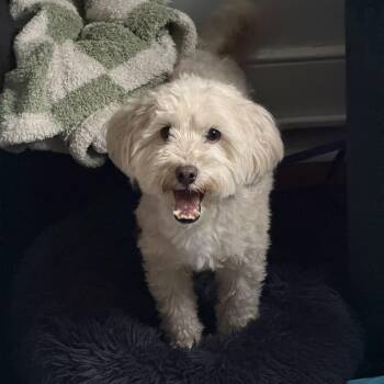 Gucci -  Maltese and Poodle Dog for Adoption in Philadelphia, Pennsylvania - Gucci | PetCurious
