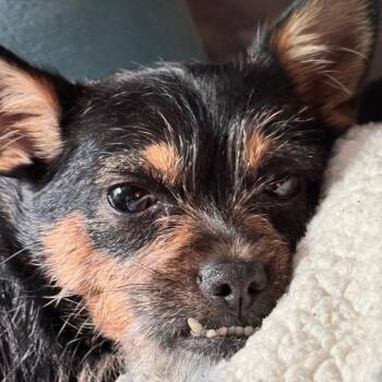 Madeline -  Chihuahua and Wire Fox Terrier Dog for Adoption in South Elgin, Illinois - Madeline | PetCurious
