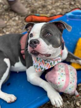 Rescue Pit Bull Terrier Dogs for Adoption in East Hartford, Connecticut - Juliet | PetCurious