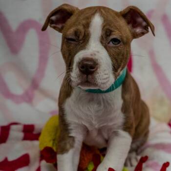 American Staffordshire Terrier Dogs Available for Adoption - Yam | PetCurious