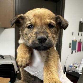 Shepherd and Mixed Breed Dogs Available for Adoption - Sweet Tarts | PetCurious