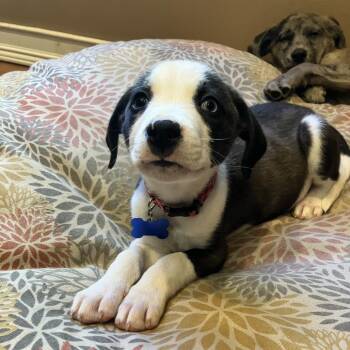 Tropic -  Mixed Breed Dog for Adoption in Ferndale, Michigan - Tropic | PetCurious