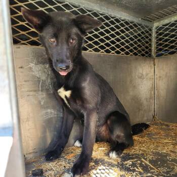 Black Labrador Retriever and Mixed Breed Dogs Available for Adoption in Birmingham, Alabama - Ruthy | PetCurious