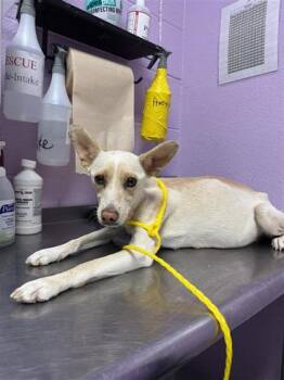 Rescue Mixed Breed Dogs for Adoption in El Paso, Texas - 59835992 | PetCurious