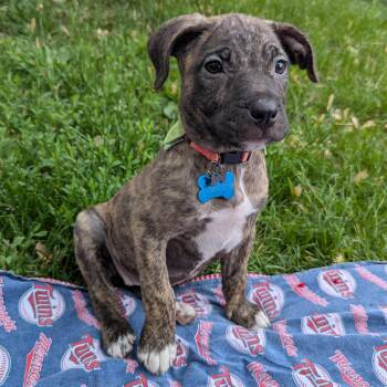 Hound and Boxer Dogs Available for Adoption in Minneapolis, Minnesota - Janie | PetCurious