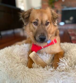 Rescue Golden Retriever and Shepherd Dogs for Adoption in Los Angeles, California - Sister | PetCurious