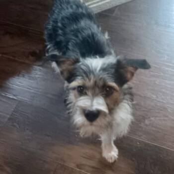 Terrier and Mixed Breed Dogs Available for Adoption - Riley | PetCurious
