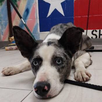 Flash -  Catahoula Leopard Dog Dog for Adoption in Lufkin, Texas - Flash | PetCurious