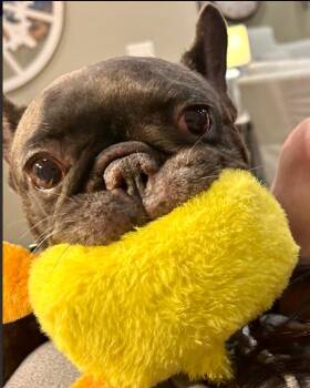 Rescue French Bulldog Dogs for Adoption in Council Bluffs, Iowa - Noodle | PetCurious