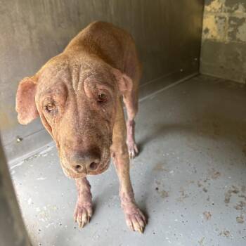 Pearl -  Retriever Dog for Adoption in Galax, Virginia - Pearl | PetCurious