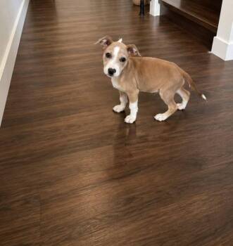 Dalton -  Chihuahua Dog for Adoption in Colorado Springs, Colorado - Dalton | PetCurious