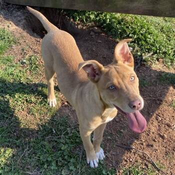 Pit Bull Terrier and Carolina Dog Dogs Available for Adoption - Nelson | PetCurious